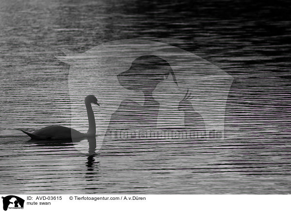 Hckerschwan / mute swan / AVD-03615