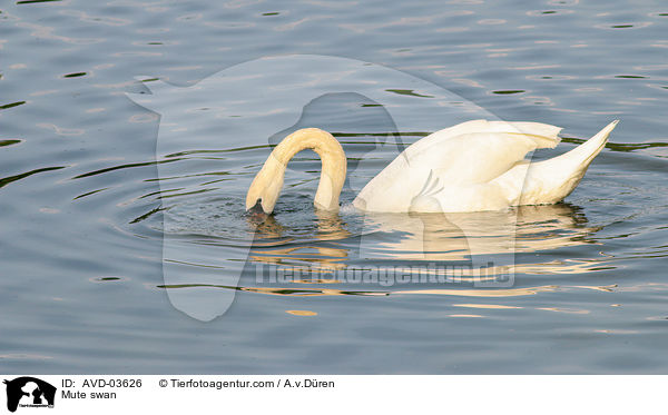 Hckerschwan / Mute swan / AVD-03626