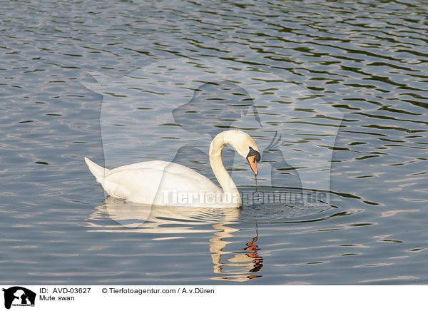 Hckerschwan / Mute swan / AVD-03627