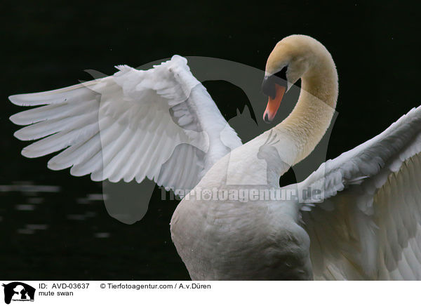 Hckerschwan / mute swan / AVD-03637