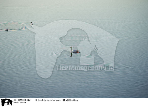 Hckerschwan / mute swan / DMS-08371