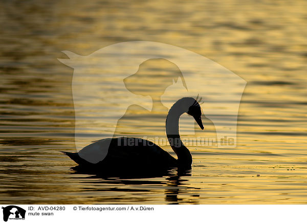 Hckerschwan / mute swan / AVD-04280