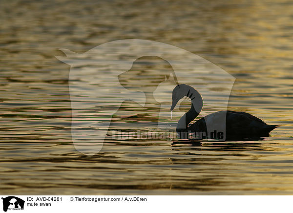 Hckerschwan / mute swan / AVD-04281