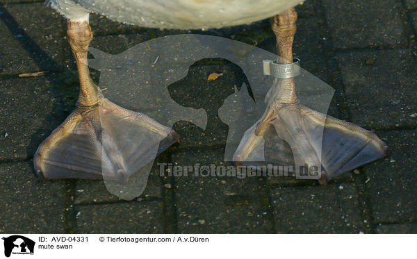 Hckerschwan / mute swan / AVD-04331