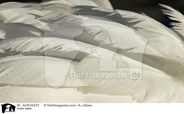Hckerschwan / mute swan / AVD-04373
