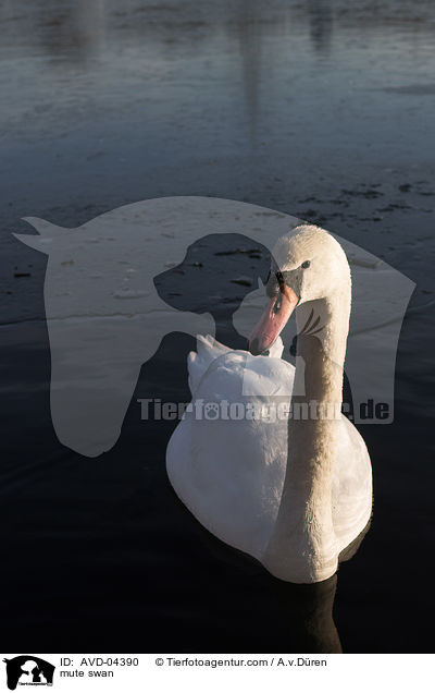 Hckerschwan / mute swan / AVD-04390