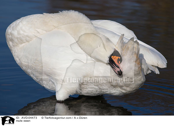 Hckerschwan / mute swan / AVD-04473