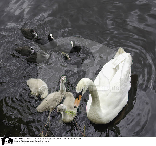 Mute Swans and black coots / HB-01749