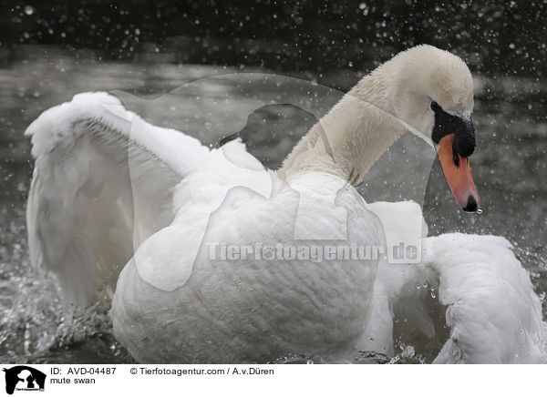 Hckerschwan / mute swan / AVD-04487