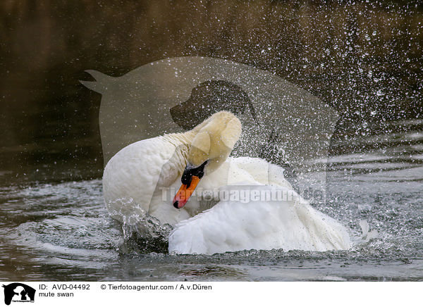 Hckerschwan / mute swan / AVD-04492
