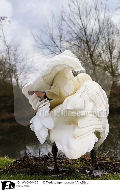 Hckerschwan / mute swan / AVD-04499