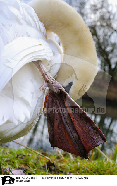 Hckerschwan / mute swan / AVD-04501