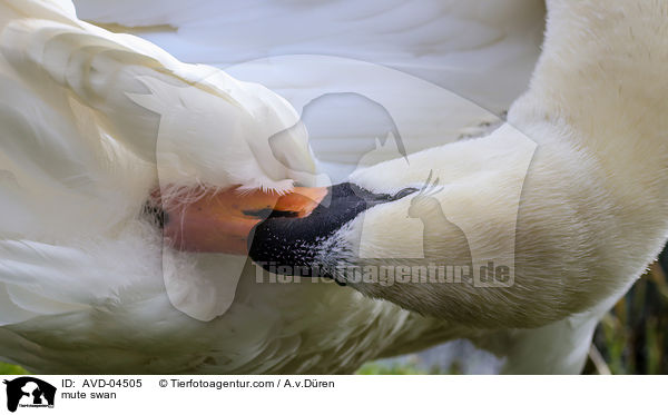 Hckerschwan / mute swan / AVD-04505