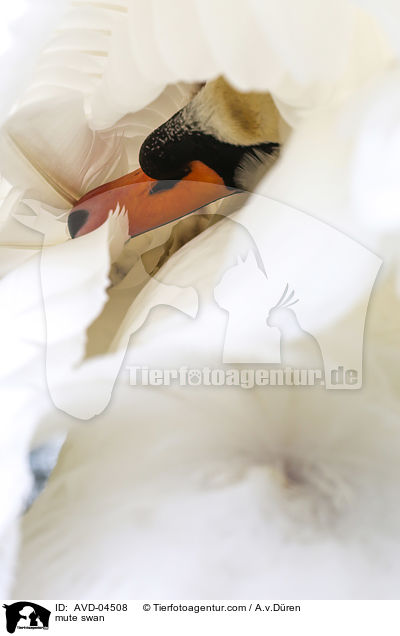 Hckerschwan / mute swan / AVD-04508