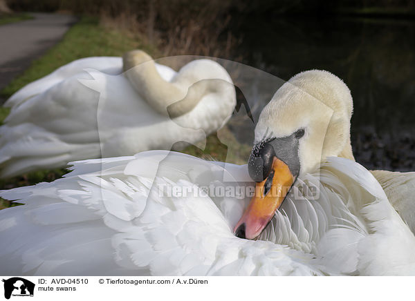 Hckerschwne / mute swans / AVD-04510