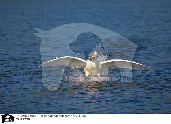 Hckerschwan / mute swan / AVD-04666