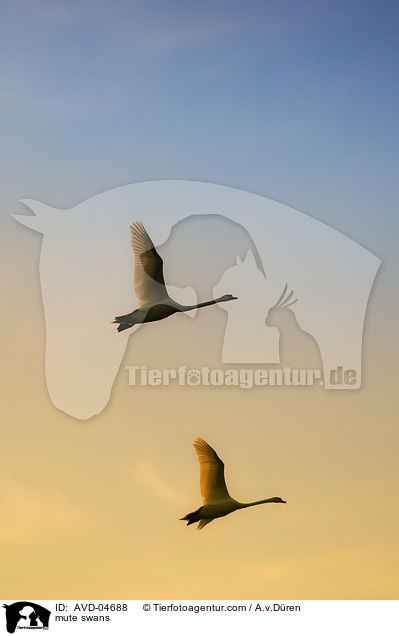 Hckerschwne / mute swans / AVD-04688