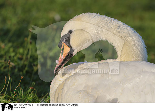 Hckerschwan / mute swan / AVD-04698