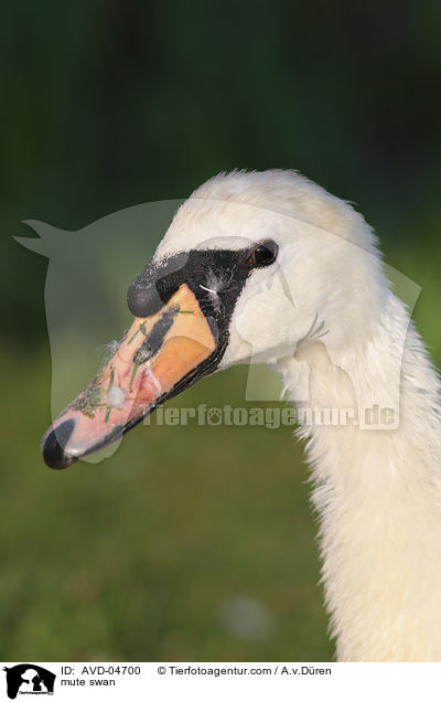Hckerschwan / mute swan / AVD-04700
