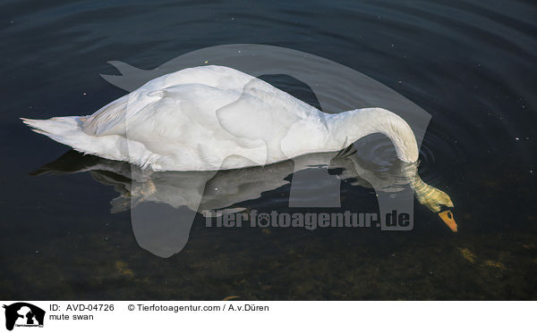 Hckerschwan / mute swan / AVD-04726