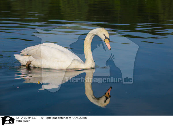 Hckerschwan / mute swan / AVD-04727