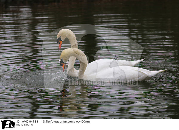 Hckerschwne / mute swans / AVD-04738