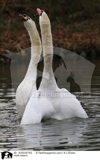 Hckerschwne / mute swans / AVD-04742