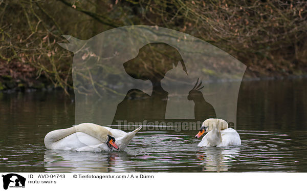 Hckerschwne / mute swans / AVD-04743