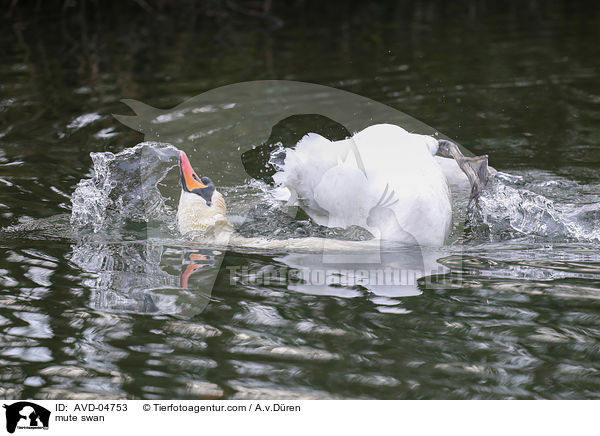 Hckerschwan / mute swan / AVD-04753