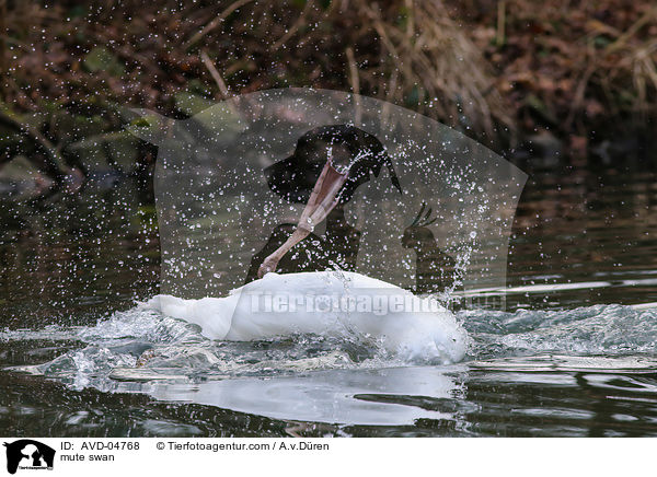 Hckerschwan / mute swan / AVD-04768