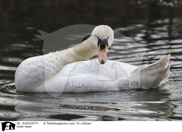 Hckerschwan / mute swan / AVD-04771