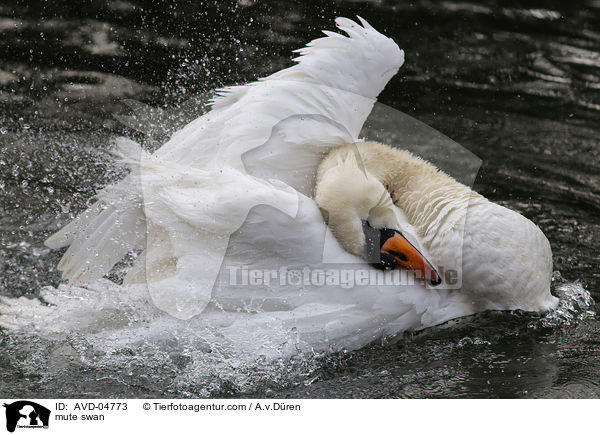 Hckerschwan / mute swan / AVD-04773