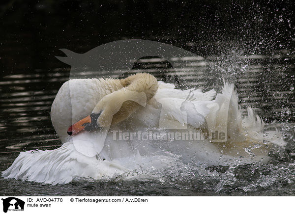 Hckerschwan / mute swan / AVD-04778