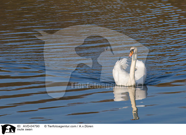 Hckerschwan / mute swan / AVD-04790