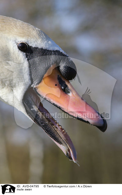Hckerschwan / mute swan / AVD-04795