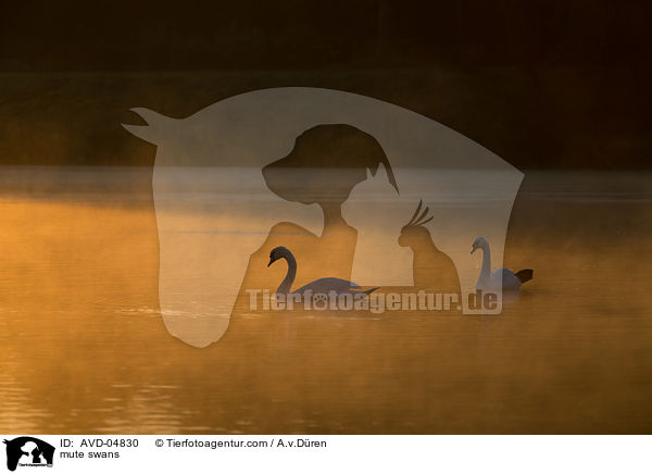 Hckerschwne / mute swans / AVD-04830