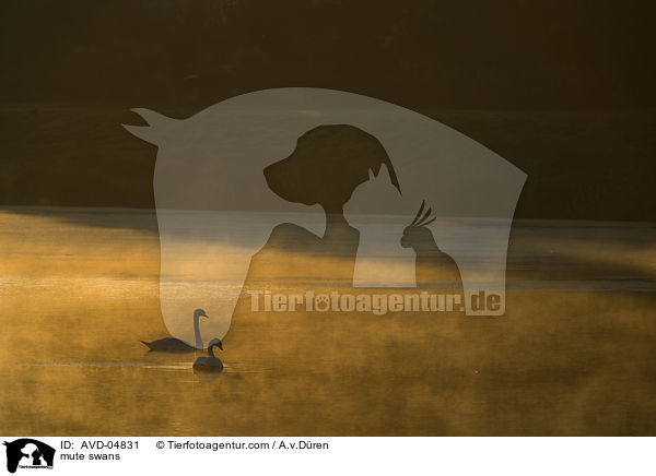 Hckerschwne / mute swans / AVD-04831