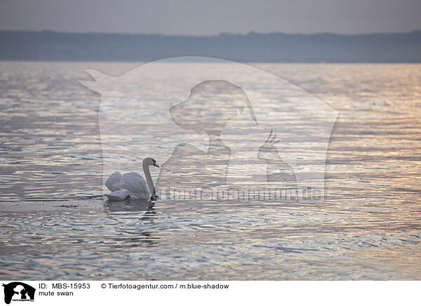 Hckerschwan / mute swan / MBS-15953