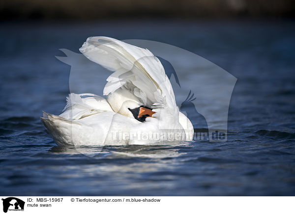 Hckerschwan / mute swan / MBS-15967