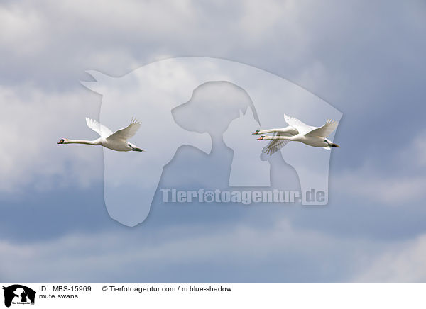 Hckerschwne / mute swans / MBS-15969