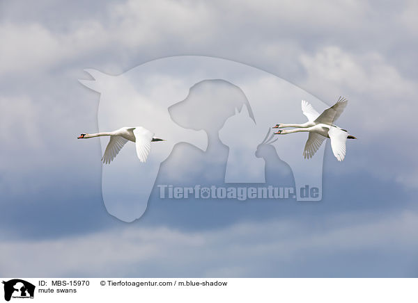 Hckerschwne / mute swans / MBS-15970