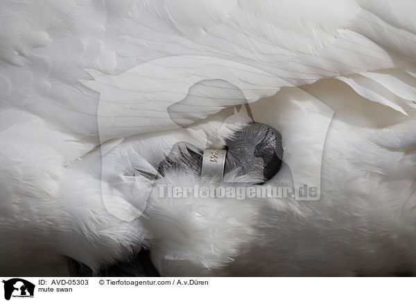 Hckerschwan / mute swan / AVD-05303