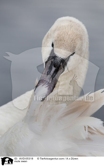 Hckerschwan / mute swan / AVD-05318