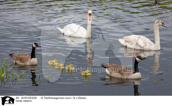 mute swans / AVD-05328