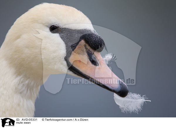 mute swan / AVD-05331