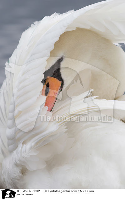 Hckerschwan / mute swan / AVD-05332