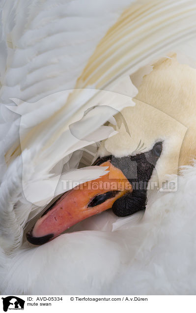 Hckerschwan / mute swan / AVD-05334