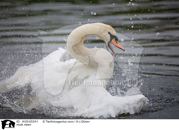 Hckerschwan / mute swan / AVD-05341