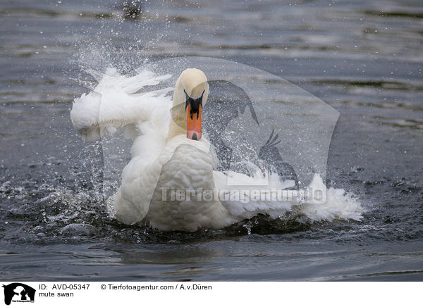 Hckerschwan / mute swan / AVD-05347