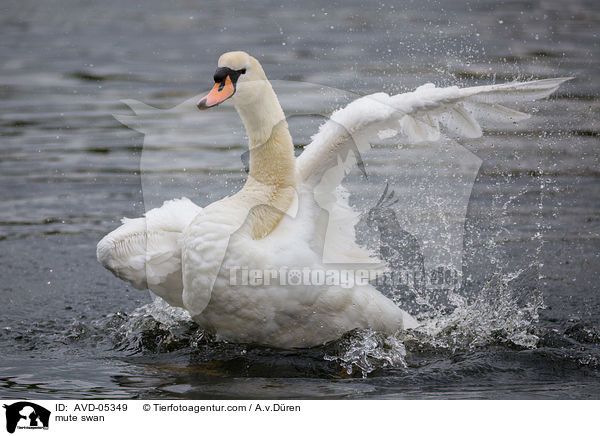 Hckerschwan / mute swan / AVD-05349